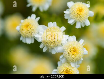 Eine Makroaufnahme von einigen Feverfew Blüten. Stockfoto