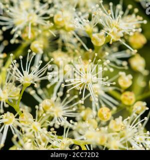 Eine Makroaufnahme der weiße Blüte eines climbing Hydrangea Bush. Stockfoto