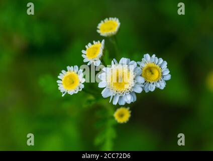 Eine Makroaufnahme der weißen Blüten einer fieberigen Pflanze. Stockfoto