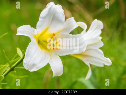 Eine Makroaufnahme eines weißen Regal lily Bloom. Stockfoto