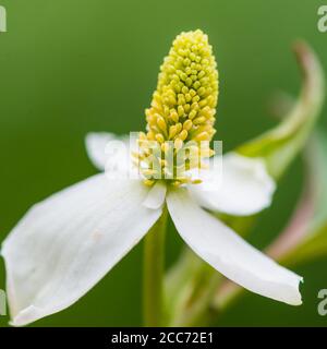 Eine Makroaufnahme eines weißen Hosta undulata blühen. Stockfoto