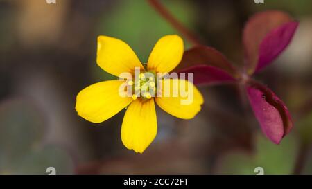 Eine Makroaufnahme einer gelben schleichenden Waldschnepfenblüte. Stockfoto