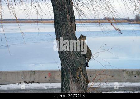 Gestreifte, graue Katze, die bei kaltem Winterwetter einen Weidenbaum klettert. Streunende Haustier Foto, blauer Fluss auf dem Hintergrund, Schnee, bewölkten Himmel Stockfoto