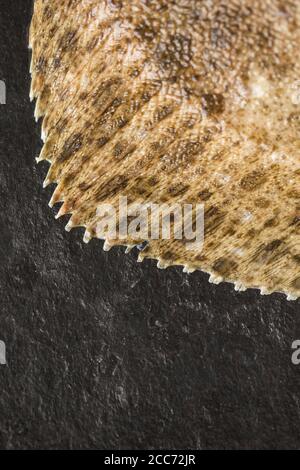 Detail der Flosse eines rohen Steinbutts, Scophthalmus maximus, gefangen im Ärmelkanal und fotografiert auf einem dunklen Schieferhintergrund. England GB Stockfoto