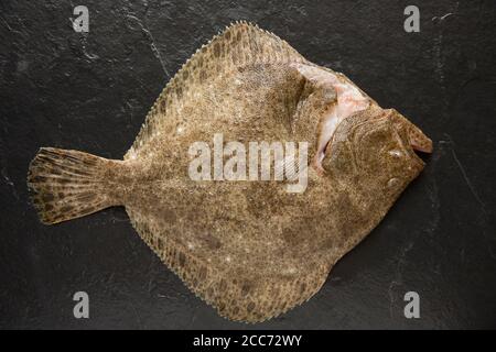 Ein roher, entkuttierter Steinbutt, Scophthalmus maximus, gefangen im Ärmelkanal und fotografiert auf einem dunklen Schieferhintergrund. England GB Stockfoto