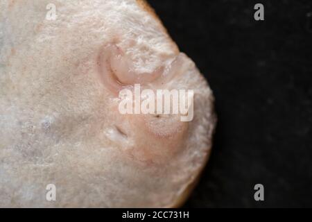 Detail der nasalen Öffnung einer Sandsohle, Pegusa lascaris, gefangen im Ärmelkanal und fotografiert auf einem dunklen Schieferhintergrund. Die Nase offen Stockfoto