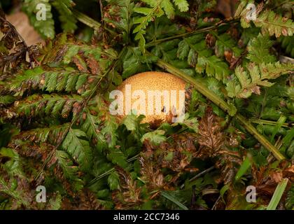 Puffball (Lycoperdon umbrinum) in Kiefernwäldern, Kirconnel Flow naturereserve, Dumfries, SW Schottland Stockfoto