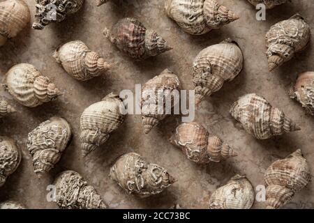 Leere Whelk Shells, Buccinum undatum, angeordnet und fotografiert auf einem hellen Steinhintergrund. England GB Stockfoto