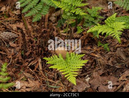 Puffball (Lycoperdon umbrinum) in Kiefernwäldern, Kirconnel Flow naturereserve, Dumfries, SW Schottland Stockfoto