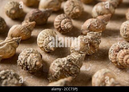 Leere Whelk Shells, Buccinum undatum, angeordnet und fotografiert auf einem hellen Steinhintergrund. England GB Stockfoto