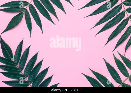 Rosa Hintergrund mit grünen Blättern, Sommerrahmen, Äste, minimalistisches Design, mockup. Einladungskarte, Platz für Text, Platz zum Kopieren. Kreative Wand Stockfoto
