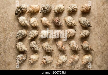 Leere Whelk Shells, Buccinum undatum, angeordnet und fotografiert auf einem hellen Steinhintergrund. England GB Stockfoto