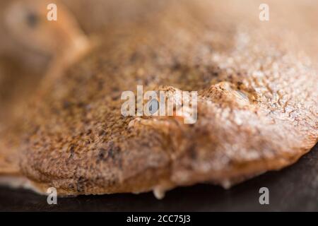 Detail des Kopfes und Auges einer Sandsohle, Pegusa lascaris, gefangen im Ärmelkanal und fotografiert auf einem dunklen Schieferhintergrund. England GB Stockfoto