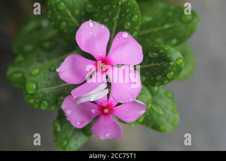 Dies ist Periwinkle Blume.Foto aus Bangladesch.die Periwinkle Blume Ist sehr schön anzusehen Stockfoto