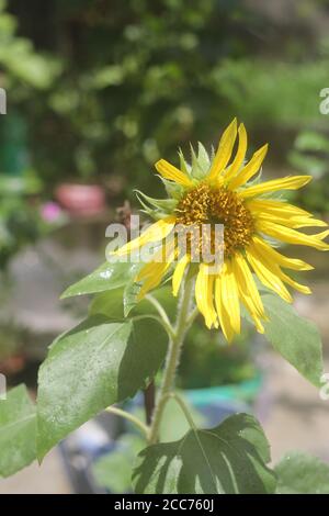 Dies ist eine Sonnenblumenblume.Bild aus Bangladesch.die Blume ist Sehr schön anzusehen Stockfoto