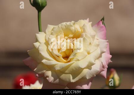 Rosa Fighting Temeraire - diese gelb-orange Rose hat äußere Blütenblätter, die rosa Farbe haben. Sie befinden sich am Strossmayer-Platz in Prag. Stockfoto