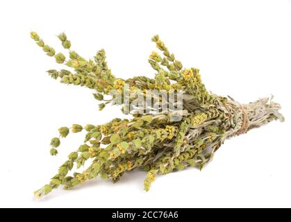 Bündel von Bergtee Malotira isoliert auf weißem Hintergrund. Traditionelle griechische Kräuter. Kräutertee. Stockfoto