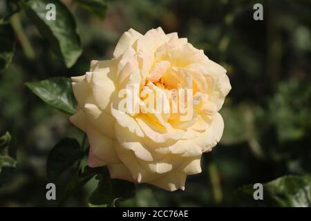 Rosa Fighting Temeraire - diese gelb-orange Rose hat äußere Blütenblätter, die rosa Farbe haben. Sie befinden sich am Strossmayer-Platz in Prag. Stockfoto