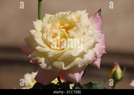 Rosa Fighting Temeraire - diese gelb-orange Rose hat äußere Blütenblätter, die rosa Farbe haben. Sie befinden sich am Strossmayer-Platz in Prag. Stockfoto