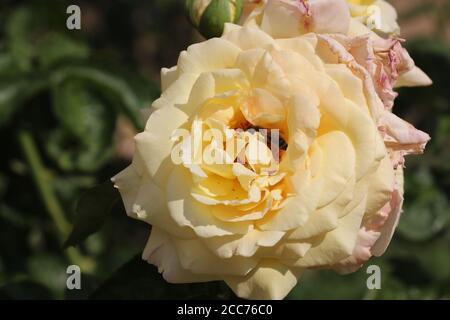 Rosa Fighting Temeraire - diese gelb-orange Rose mit einer Biene darin hat äußere Blütenblätter, die rosa Farbe haben. Sie befinden sich am Strossmayer-Platz in Prag. Stockfoto