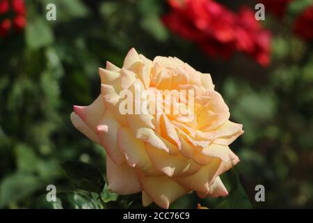 Rosa Fighting Temeraire - diese gelb-orange Rose hat äußere Blütenblätter, die rosa Farbe haben. Sie befinden sich am Strossmayer-Platz in Prag. Stockfoto