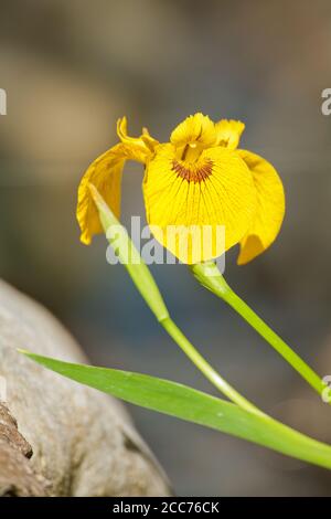 Roy Davidson Iris in Issaquah, Washington, USA Stockfoto