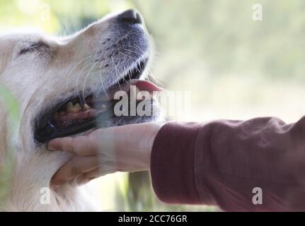 Hund lehnt sich liebevoll an die Hand seines kleinen Besitzers Stockfoto