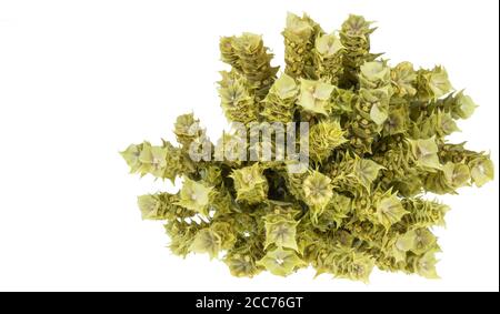 Bund von Bergtee Malotira isoliert auf weiß. Griechischer traditioneller Kräutertee. Griechische Bergtee-Sideritis. Natürliche griechische Kräuter. Stockfoto