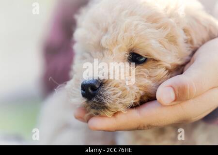 Junge Hand hält die Schnauze ihres Welpen Stockfoto