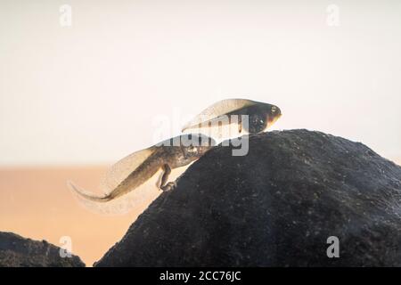 Eine Pacific Tree Kaulquappe, die gesprossene Beine hat, aber keine Arme, und immer noch einen Schwanz hat. In einem Aquarium. Stockfoto