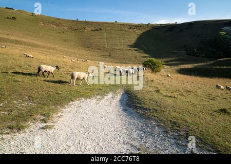 Schafe im Long man of Wilmington, Windover Hill, Wilmington, East Sussex, Großbritannien Stockfoto