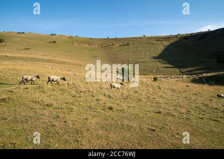 Schafe im Long man of Wilmington, Windover Hill, Wilmington, East Sussex, Großbritannien Stockfoto