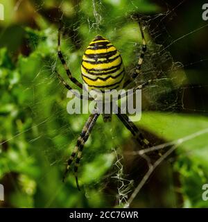 Die Wespenspinne ist eine Art von Orbis-Netz Spinne in Mitteleuropa, Nordeuropa, Nordafrika, Teilen von Asien und den Azoren verteilt. Stockfoto