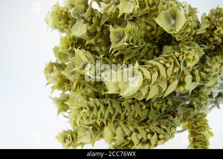 Bund von Bergtee Malotira isoliert auf weiß. Griechischer traditioneller Kräutertee. Griechische Bergtee-Sideritis. Natürliche griechische Kräuter. Stockfoto