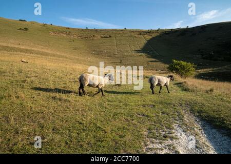 Schafe im Long man of Wilmington, Windover Hill, Wilmington, East Sussex, Großbritannien Stockfoto