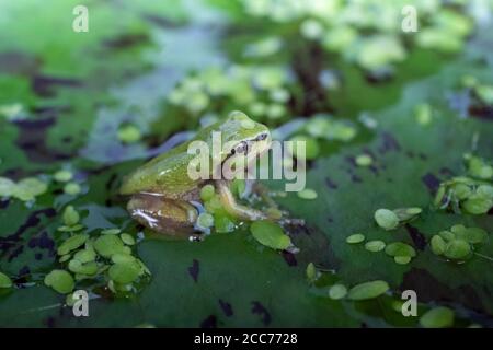 Ein erwachsener Pazifischer Baumfrosch, der auf einer Lilypad sitzt. Es atmet mit Lungen und hat keinen Schwanz. In einem Aquarium. Stockfoto