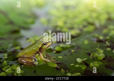 Ein erwachsener Pazifischer Baumfrosch, der auf einer Lilypad sitzt. Es atmet mit Lungen und hat keinen Schwanz. In einem Aquarium. Stockfoto