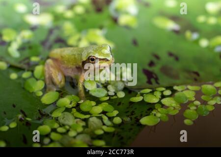 Ein erwachsener Pazifischer Baumfrosch, der auf einer Lilypad sitzt. Es atmet mit Lungen und hat keinen Schwanz. In einem Aquarium. Stockfoto