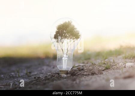 Konzeptionelles Bild der erneuerbaren Energie., eine Glühbirne auf der Erde mit einem Baum im Inneren, die Licht und saubere Energie produziert gepflanzt