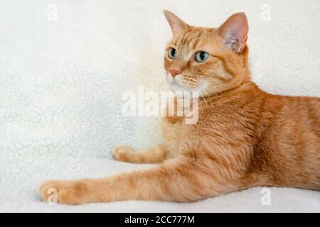 Gabby, eine orange gestromte Hauskatze Stockfoto