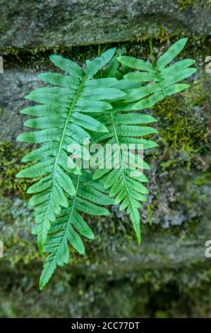 The Columbia Gorge, Oregon, USA. Leder-Blatt oder ledrig Polypody Fern (Polypodium scouleri) wächst aus Spalt in einer moosbedeckten Felswand. Stockfoto