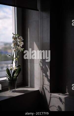 Der Topf der Archidea steht auf dem Fenster, graue Wände in den Fliesen, Blumenschatten an der Wand Stockfoto