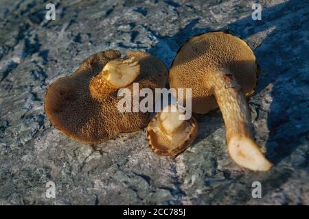 Pilz Xerocomus subtomentosus über Stein Hintergrund. Herbstpilze. Pilze Sammeln. Stockfoto