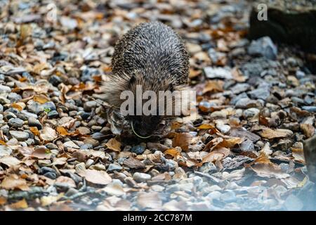 Ein Igel sammelt Herbstblätter, um sich auf den Winterschlaf vorzubereiten, Großbritannien Stockfoto