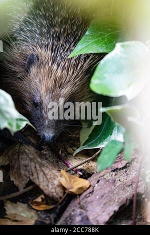 Ein Igel sammelt Herbstblätter, um sich auf den Winterschlaf vorzubereiten, Großbritannien Stockfoto