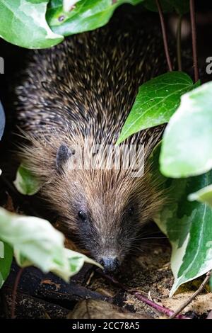 Ein Igel sammelt Herbstblätter, um sich auf den Winterschlaf vorzubereiten, Großbritannien Stockfoto