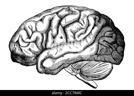 Ein eingraviertes Bild des menschlichen Gehirns aus einem viktorianischen Buch vom 1880, das nicht mehr im Copyright-Bestand ist Bild Stockfoto