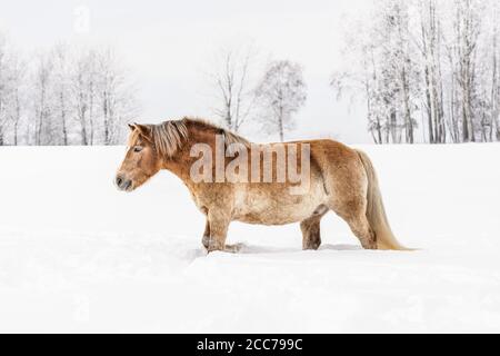 Hellbraunes Haflinger Pferd waten im Winter im tiefen Schnee auf dem Feld, verwischte Bäume im Hintergrund Stockfoto