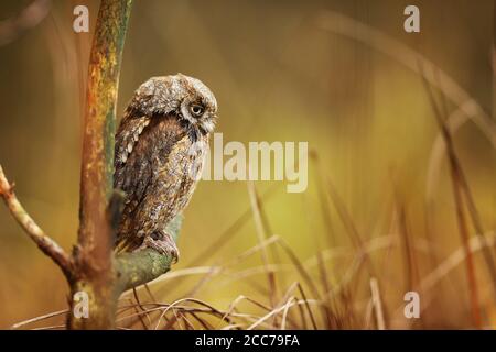 Scheule Eule, Otus Scheule, sitzend auf einem Ast. Tierwelt Tierszene aus der Natur. Kleiner Vogel, Eule Nahaufnahme. Stockfoto