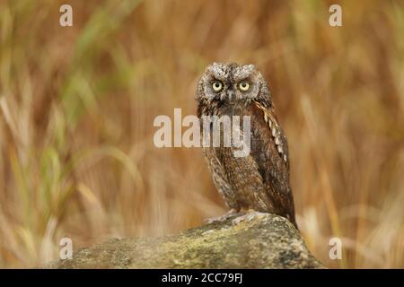 Eurasische Scheule Eule. Otus-Scops. Die wilde Natur Bulgariens. Freie Natur. Ein schönes Bild der Natur. Rhodopen. Ein kleiner Vogel. Eule auf dem Baum. Mou Stockfoto